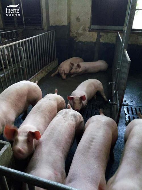新型绿色饲料添加剂生产供应商无锡英尔特促长宝产品试验猪场照片3